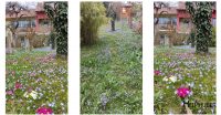Frühling Süd-Garten